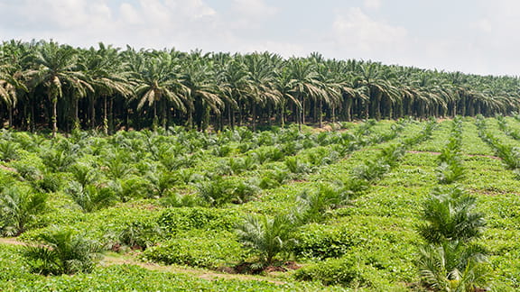 plantas de produccion